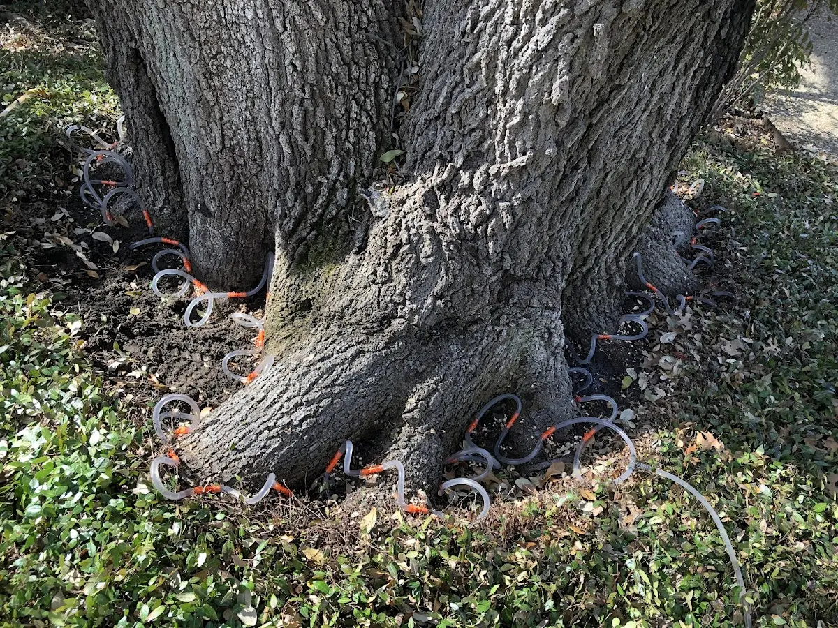 Detailed Tree Cabling and Bracing job site in Alfred